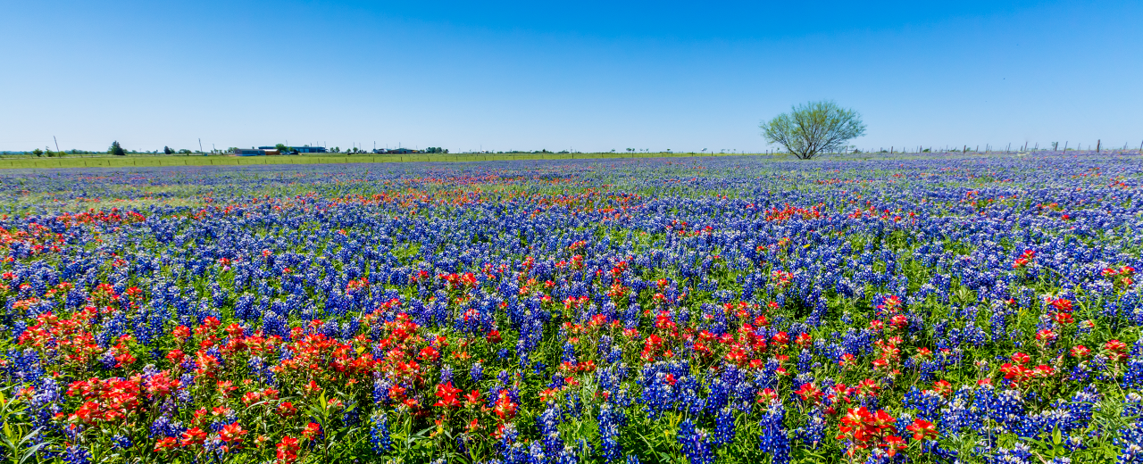 State-Banner-Texas